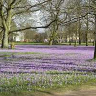 Schlosspark - Krokusbl&uuml;te