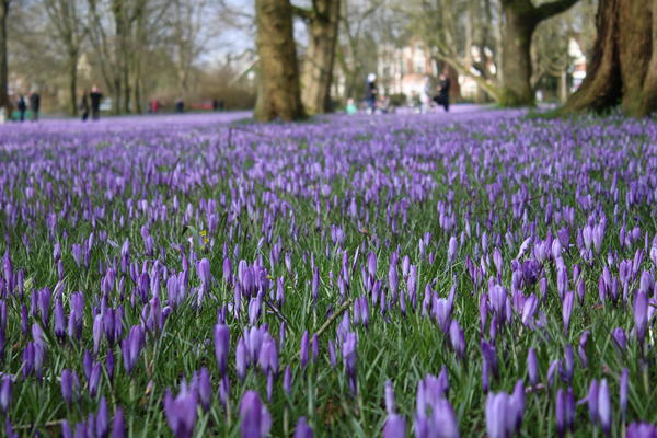 Krokusbl&uuml;te 2020