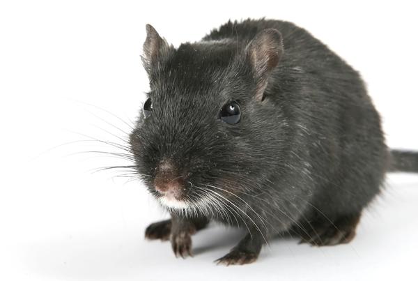 Ratten