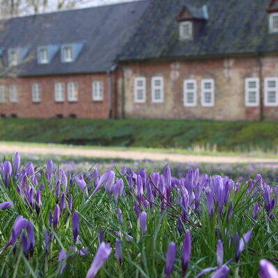 Krokusbl&uuml;te