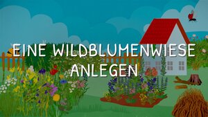 Eine Wildblumenwiese anlegen